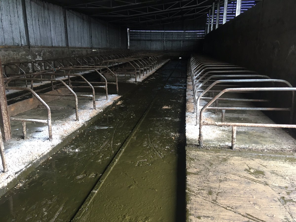 Hylo67's tweet photo. Weanlings starting on a 90 day round
Cows eating a bit more silage each day #winterhere https://t.co/ZoLuYhiAjI