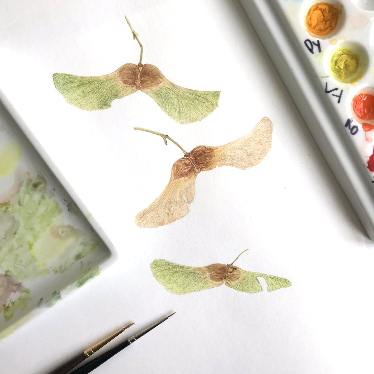 ‘Helicopter’ seeds featuring #limepunch! #colour_collective #botanicalillustration <a href="/Clr_Collective/">Colour Collective</a> <a href="/BSBIbotany/">BSBI: Botanical Society of Britain & Ireland</a>