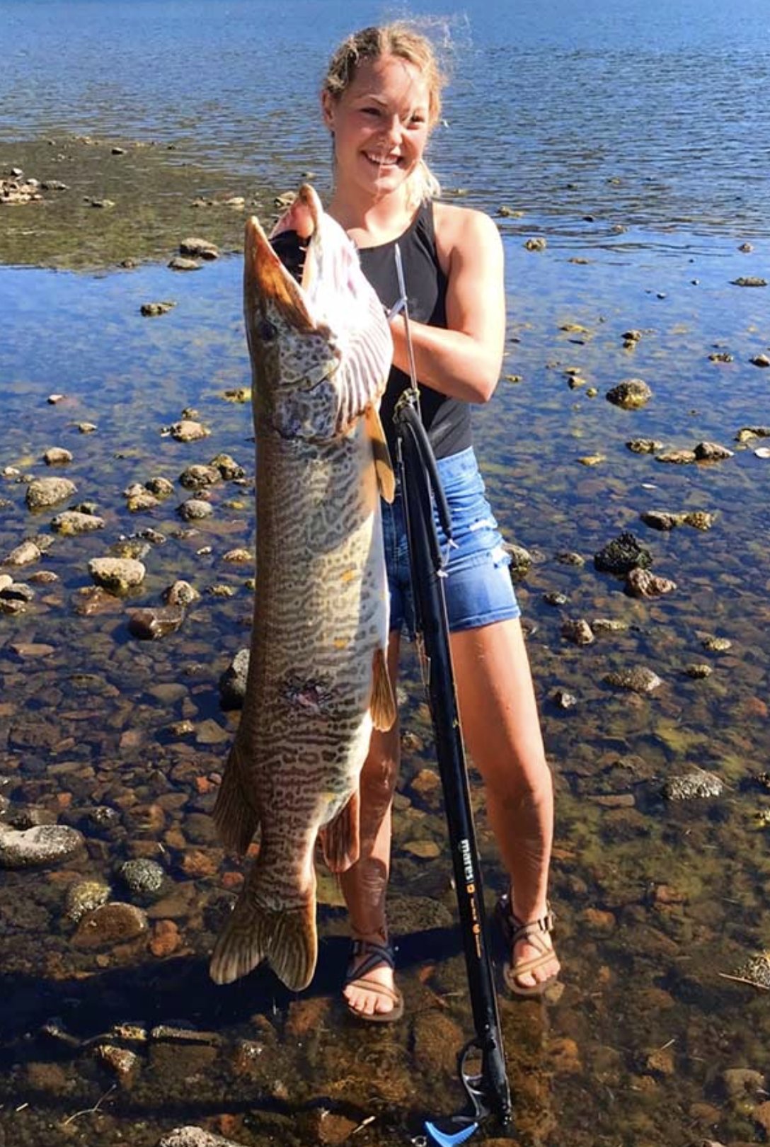 UtahDWR on X: Tweet 2/3 Maya Western of St. George caught this record  spearfishing tiger muskellunge at Fish Lake on Sept. 12, 2020. It weighed  36 pounds, 6 ounces, measured 50 inches