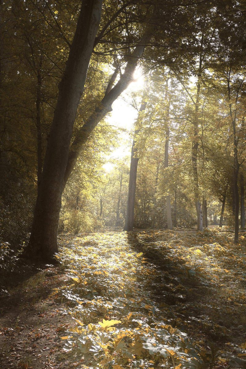 gorgeous_pix's tweet photo. "Forest lights in Aranjuez, Spain. From u/HellsJuggernaut on /r/mostbeautiful #forestlights #spain #aranjuez #mostbeautiful" https://t.co/DsuHscErd2