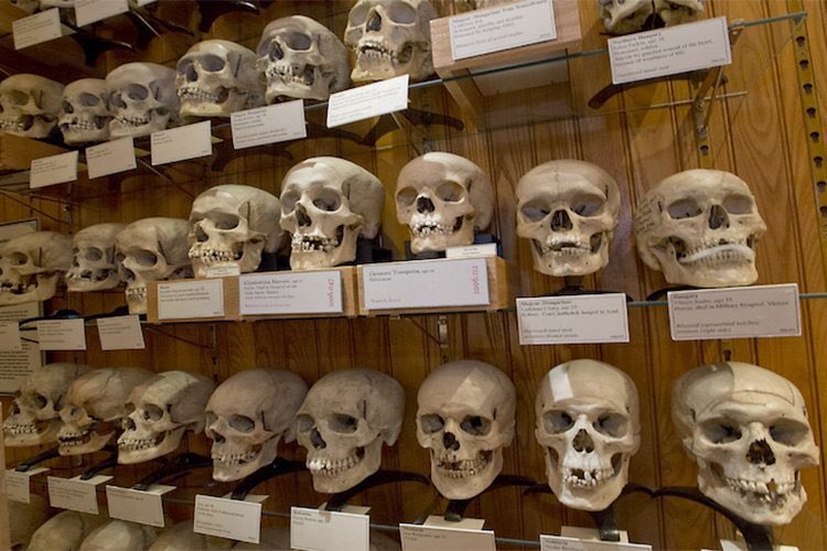 Houriya96's tweet photo. Das sind die Köpfe unserer Geschwister im Pariser Museum! Frankreich hat über 1 Million Muslime bestialisch umgebracht und ihre Köpfe nach Paris geschickt! Zurzeit befinden sich über 30.000 Köpfe in Frankreich! #StopMacron https://t.co/tLWKK9WCIw