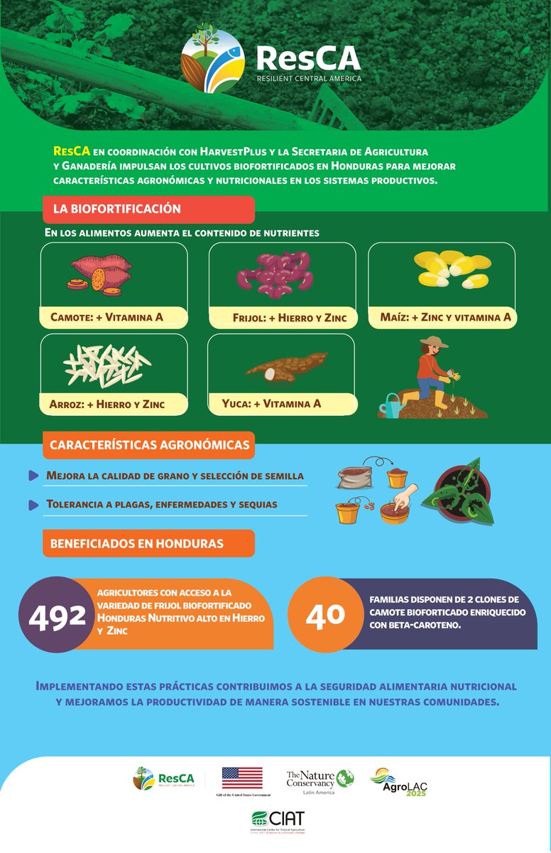 En coordinación con <a href="/LACHarvest/">HarvestPlusLAC</a> <a href="/BiovIntCIAT_esp/">Alianza de Bioversity International y el CIAT</a>  <a href="/saghonduras/">SAG Honduras</a> impulsamos los cultivos #Biofortificados para contribuir a la Seguridad Alimentaria Nutricional y mejorar la productividad de manera sostenible en nuestras comunidades en Honduras.🍠🌱🌾🌽

#SomosResCA 🇭🇳👇