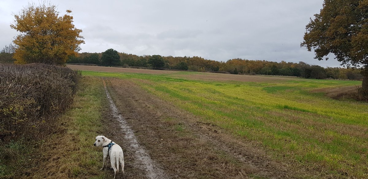 time out .... just a bit boggy to say the least #healthwalks #Northeastderbyshire #publicrightsofway #dogwalking