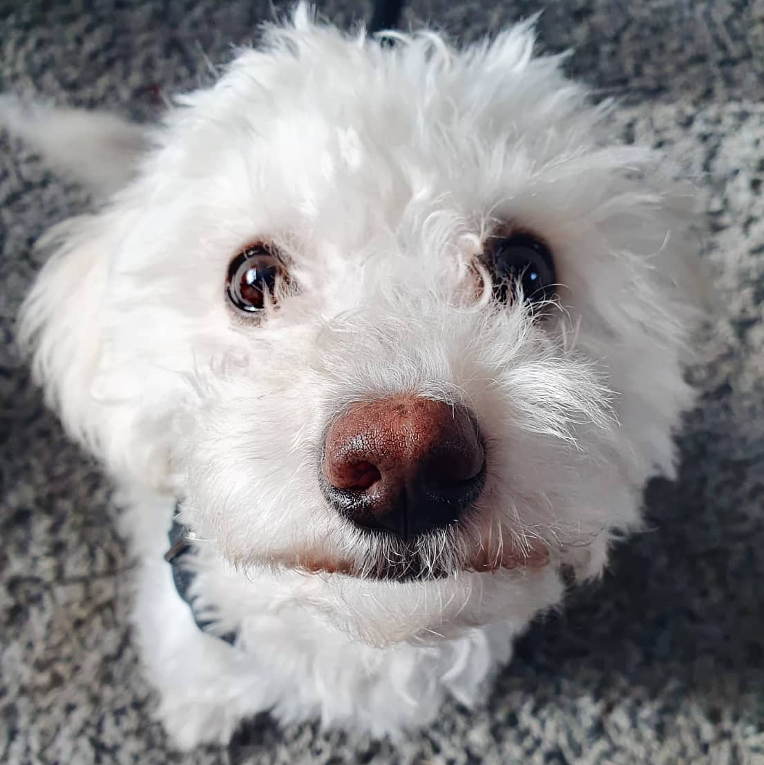 🐶 My humans gave me the job title of Cheerer Upper! Double tap if you think I am doing a good job ❤️

📷 @otis_floof / ig

#petclubsa #barked #dog #doggo #puppy #pupper #poodlemix #puppiesofinstagram #puppylove #havapoo #poovanese #havapoosofinstagram 

petclubsa.com/feature-reques…