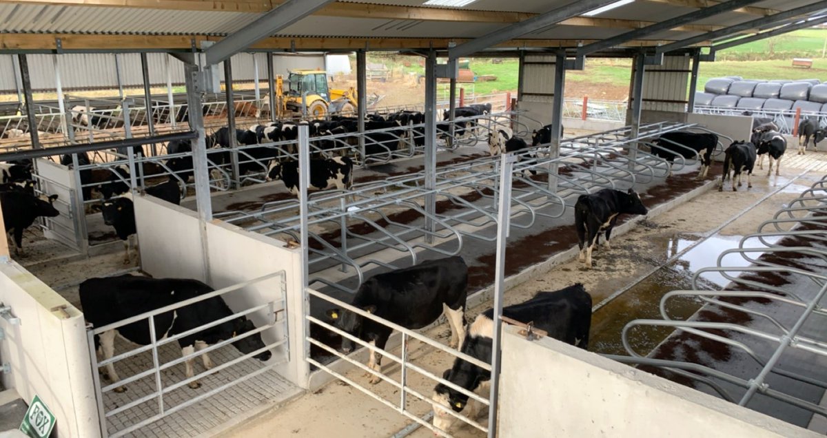 Heifers finding there way around 🐄