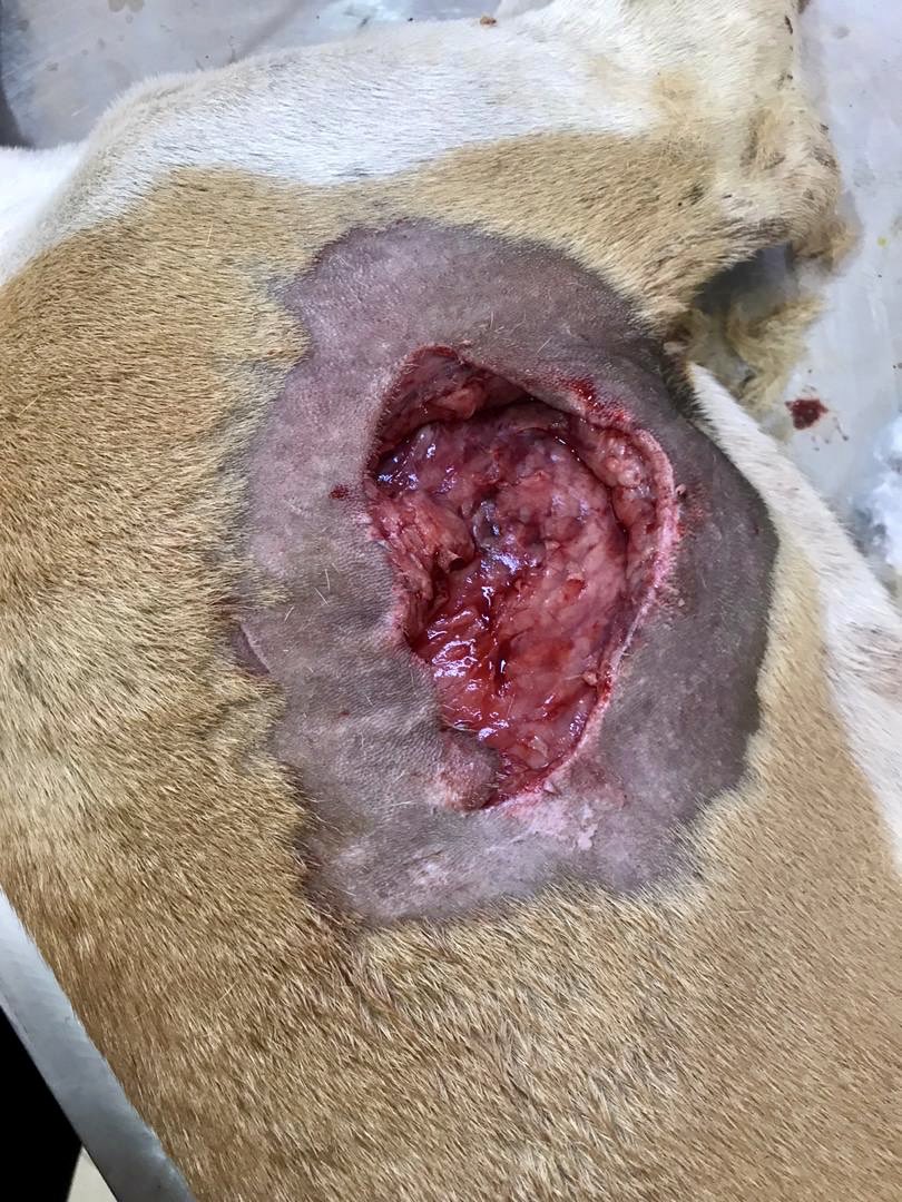 Fallab_vet's tweet image. #Oeil_du_vétérinaire👁