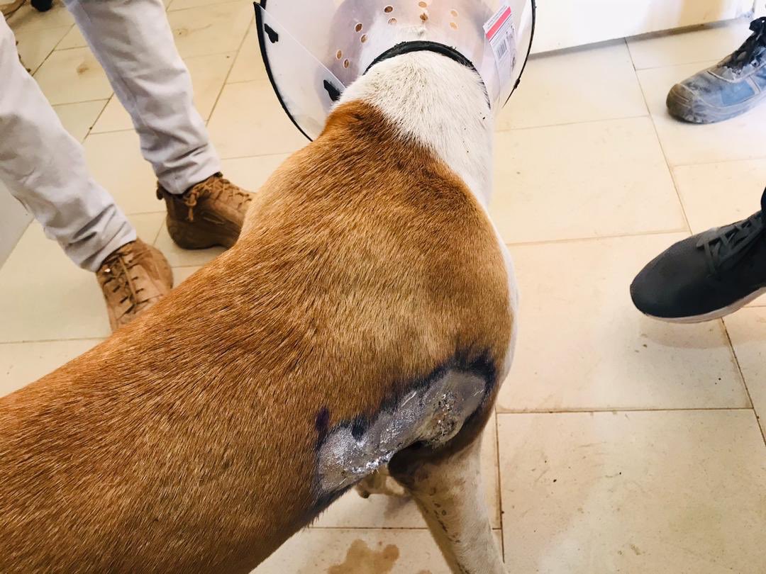 Fallab_vet's tweet image. #Oeil_du_vétérinaire👁