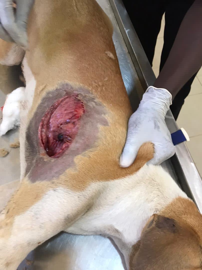 Fallab_vet's tweet image. #Oeil_du_vétérinaire👁