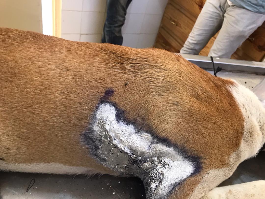 Fallab_vet's tweet image. #Oeil_du_vétérinaire👁