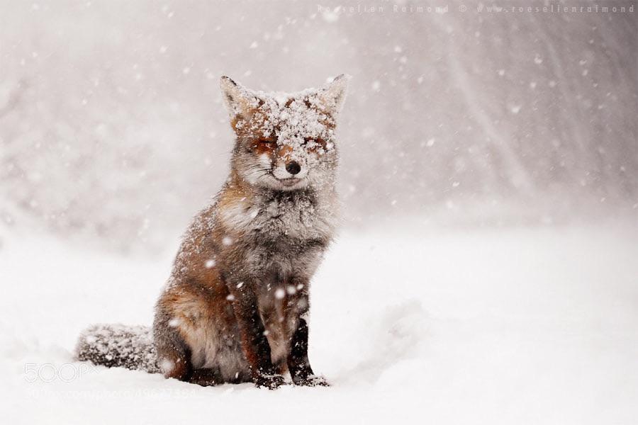 gorgeous_pix's tweet image. a fox content in the snow. From u/baylithe on Reddit #foxcontent #snow #winter