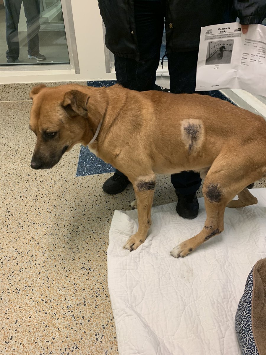 The shelter staffer (a lovely young woman, so friendly) took her time talking to us about him. As you can see, he had some skin issues, making him “unattractive” to potential adopters 9/