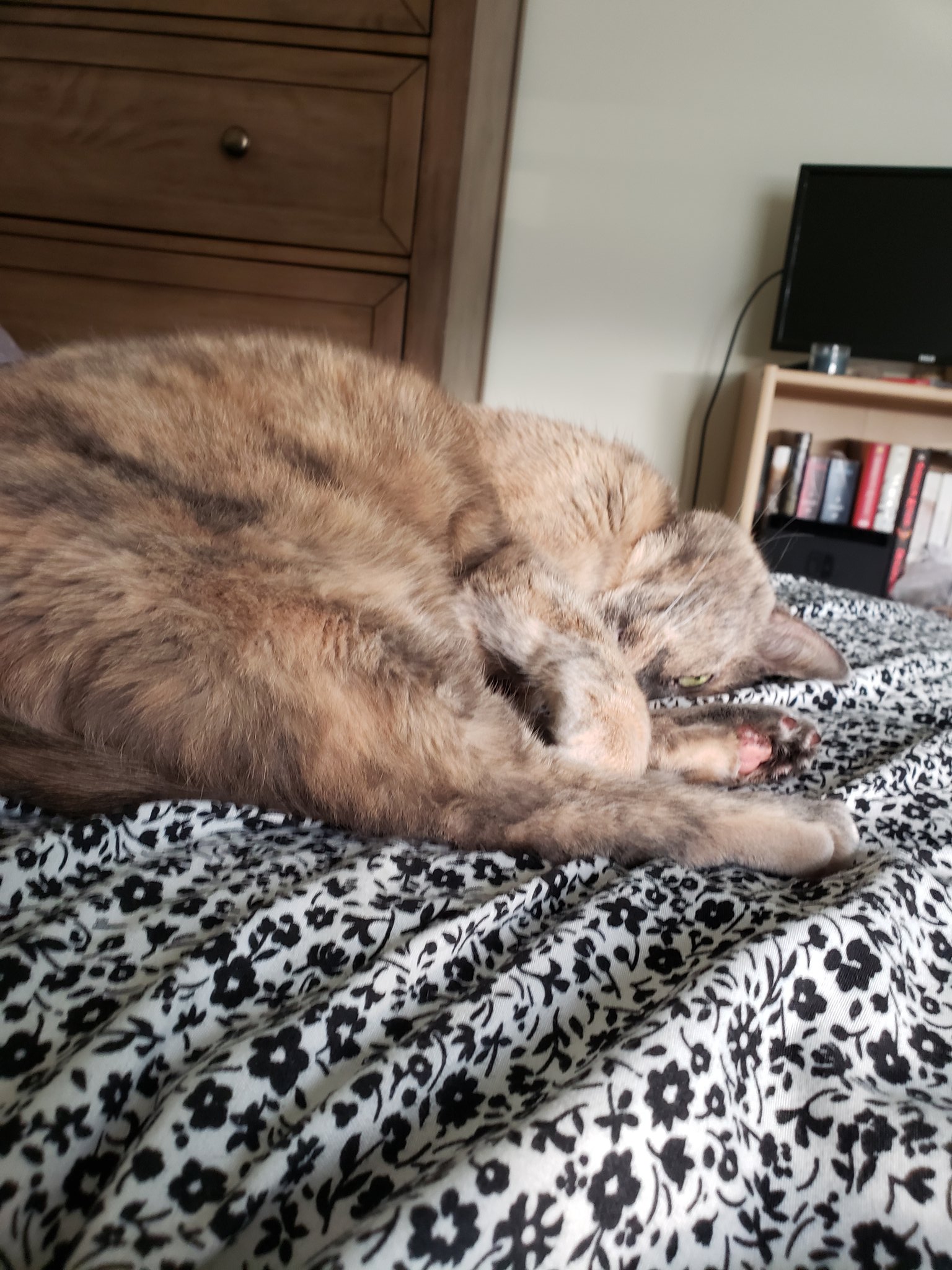 Vulpe Foxheart (FoxheartCreator) / Twitter