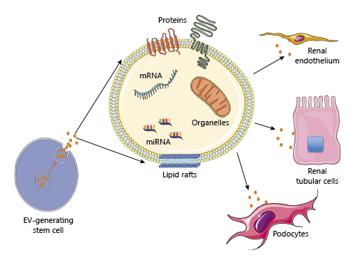 Regenerative Role of Stem Cell-Derived Extracellular Vesicles in Acute Kidney Injury https://t.co/Mp9Apvgvq5 @nephron_journal #openaccess #AKI #Review https://t.co/Ug1nAkV8Ar