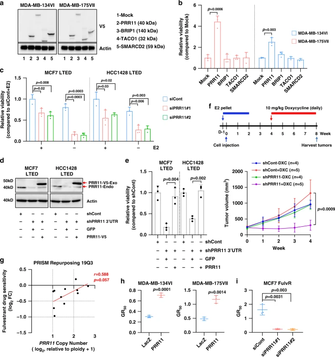 In ER+ breast cancer cells, overexpression of PRR11 conferred resistance to estrogen deprivation, whereas PRR11 knockdown overcame resistance in cell lines and xenografts /4