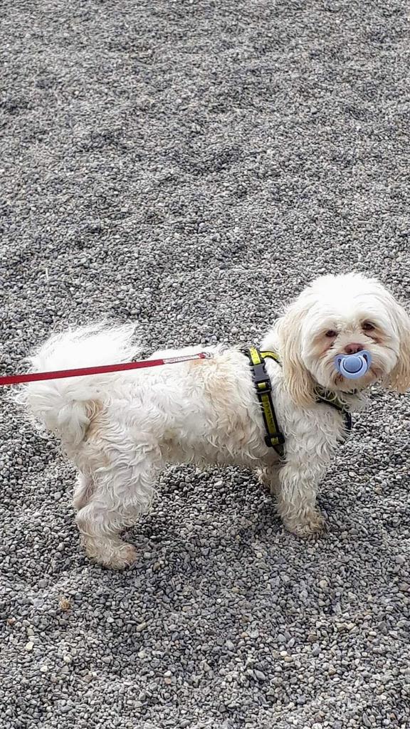 bar blink tweet media