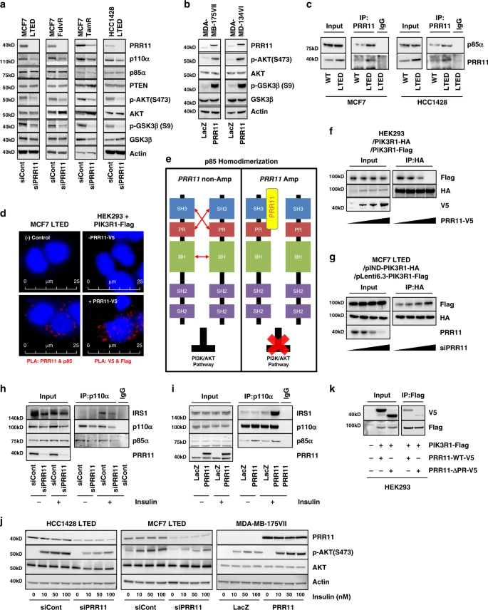 Mechanistically, KML showed that the proline-rich motifs of PRR11 bound to the SH3 domain of the p85 subunit of PI3K, disrupting p85 homodimerization, and leading to enhanced PI3K activation /5