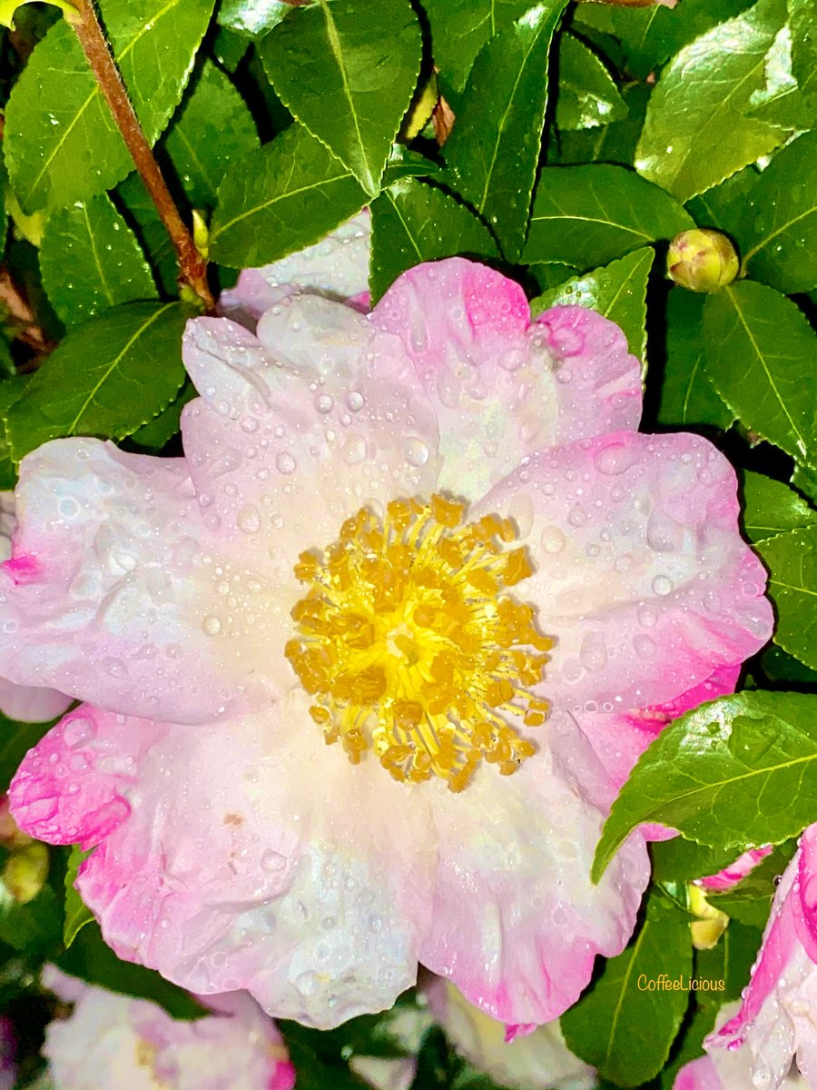 All day yesterday and last night my 🌸 🌸took a lil beating from some heavy rains connected to Hurricane Zeta. 💜💝
#mygarden #gardens #nature #NaturePhotography #naturelovers #Flowers #rain #NatureisAmazing #NatureIsHealing #pinkblossoms #blossoms https://t.co/NieGb8GD1N