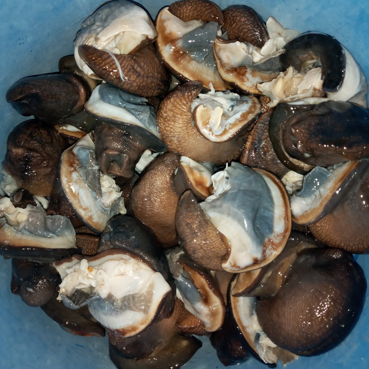 YusufGyan's tweet photo. #kwabestherfoods #snail #foodstuffsdelivery ##lekkimumsandwives #abujamumsandwives ##nigeriansabroad #eatright https://t.co/eXqJ90nOEQ