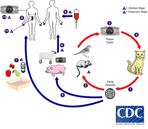 woodlab_uw's tweet photo. It's beginning to feel a lot like Halloween, and it's time for rats 🐀, cats 🐈, and mind control 🧠 with Toxoplasma gondii! Toxo begins life in rats, mice, and birds, which get eaten by cats, where the parasite grows into its adult form.... #FallInLoveWithParasites https://t.co/MW8ak3JrvR