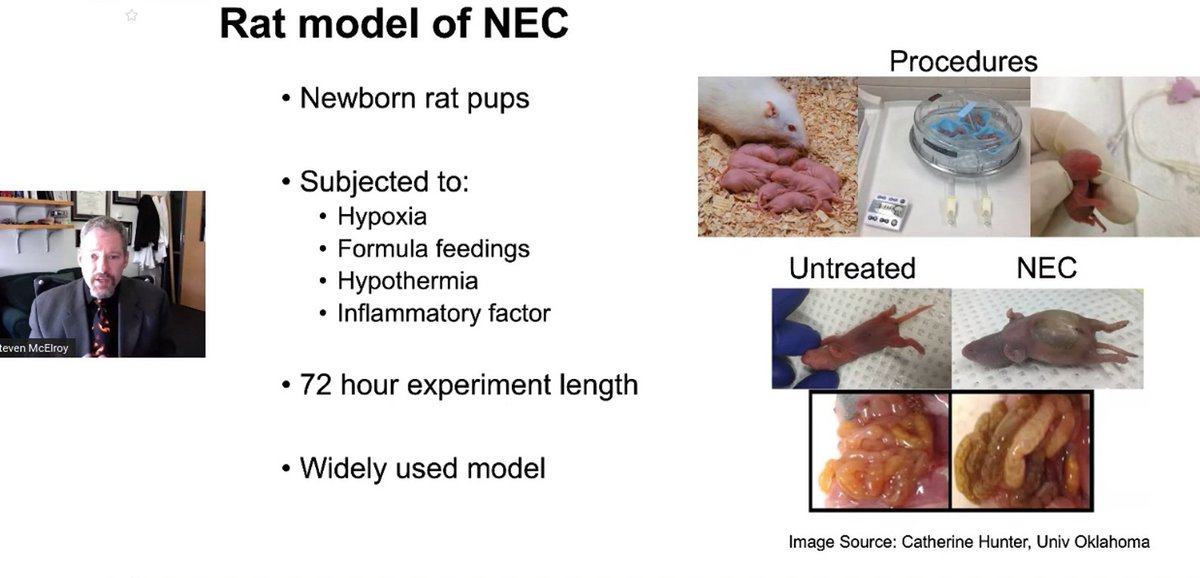 ChaabanMD's tweet photo. I've been in and out #SIGNEC2020 meeting and logged in just in time to hear @mcelroylabiowa talking about NEC models. Notice who's model is being discussed! @CJHunter18 from @OUHealth! https://t.co/VboaA4Xv8Z