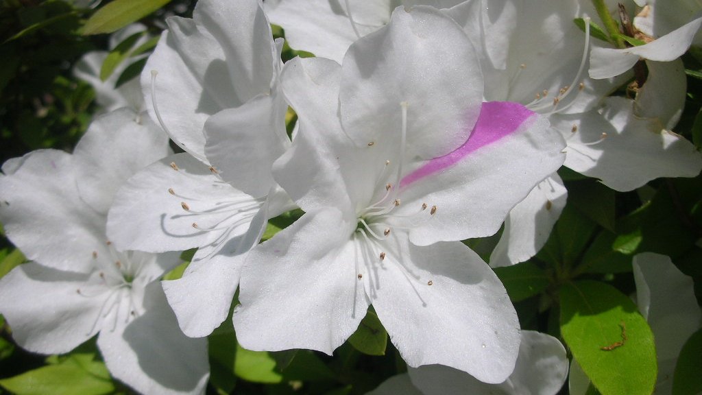 honky_tonk's tweet image. どっちにころぶかわからない時
「何を決め行ったか」が重要な時
自分が自分でなくなりそうだけど
逆張りでニュートラルを心がける

ascension2011.jugem.jp/?eid=1162
〔紙一重のとき普通でいる〕
#entrust #委ねる #entrust #委ねる