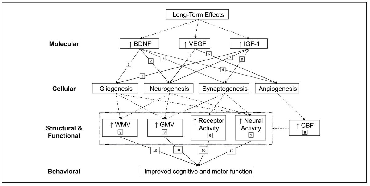 Exercise-Induced Neuroplasticity: A Mechanistic Model and Prospects for Promoting Plasticity
🏃♀️-> 🧠
Jenin El-Sayes et al. Neuroscientist
#openaccess
https://t.co/iFBI5BP2nT https://t.co/kJKQDxnuP3