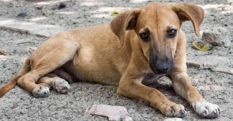 El conmovedor gesto de un barrendero con un perro callejero que se hizo viral | 7corrientes.com/el-conmovedor-…