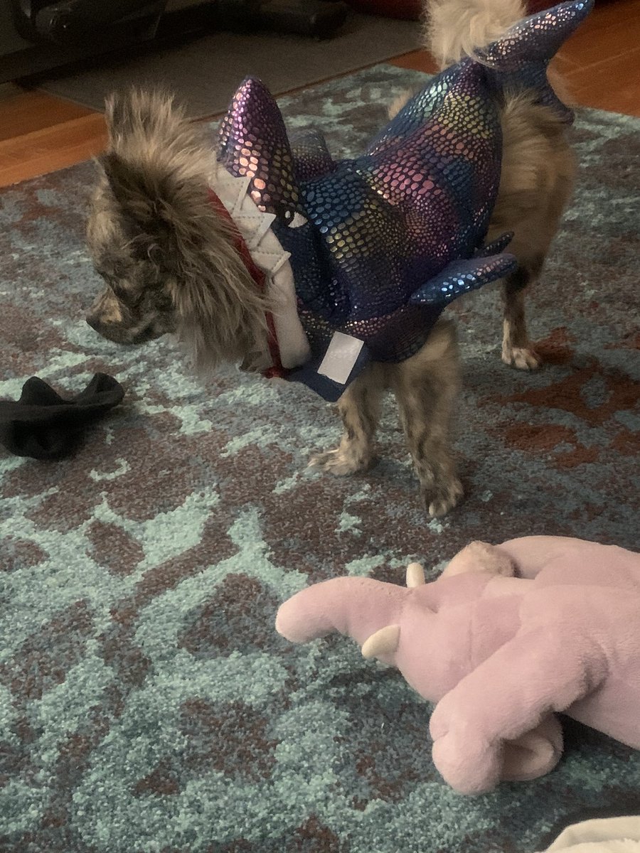Mom2Xena's tweet photo. Xena isnโt terribly impressed with her Halloween costume. #halloweencostume #puppylife #momismean https://t.co/4zLve0oIdI