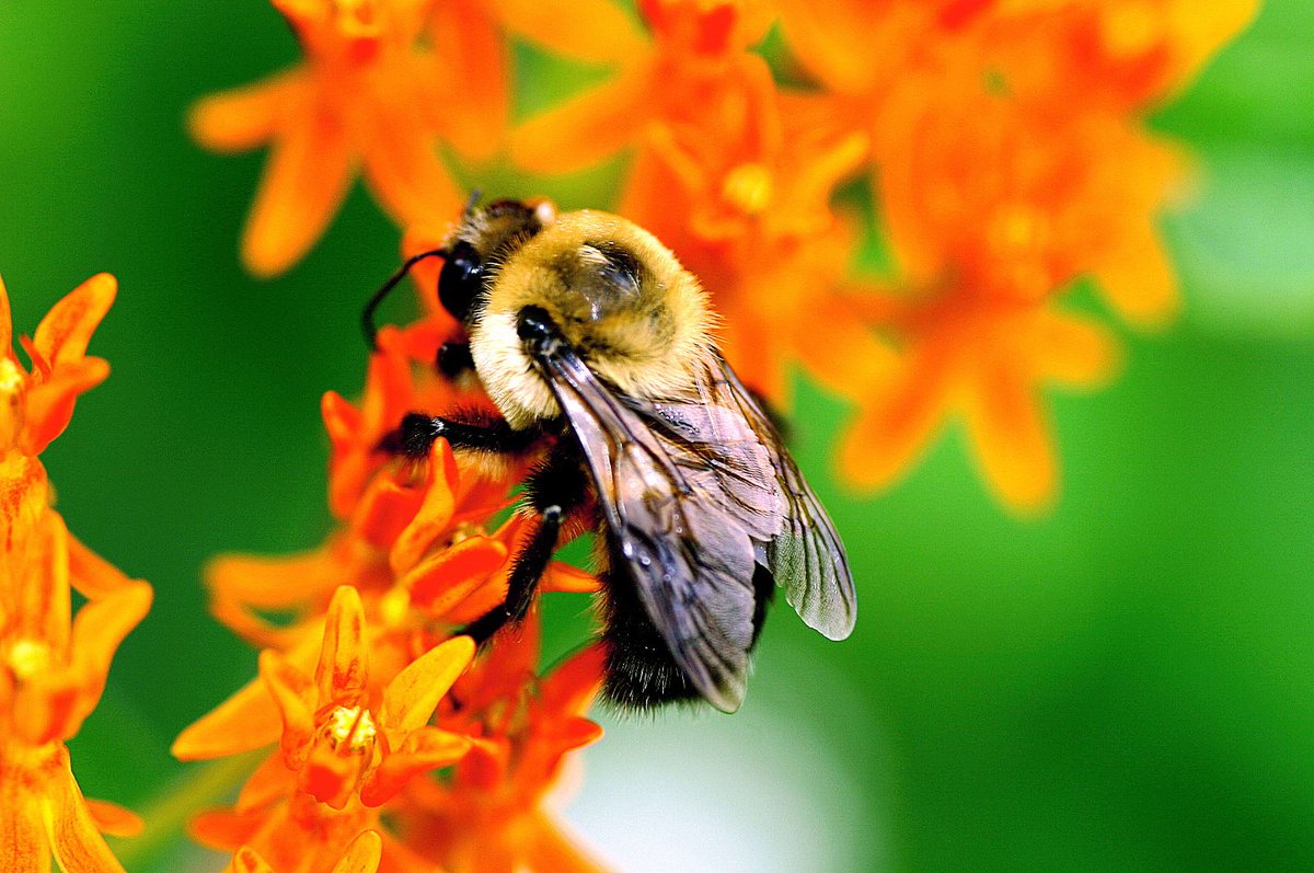 builtbybees's tweet photo. Why are #bees so important to the environment? Check out this article: https://t.co/mYdrJerxnV #builtbybees #flowers #natural #honey #honeybee #builtbybees #natural #organic #beepollen #bees #bee #pollen #honeycomb #honey #wellness #nature #savethebees #healthy #mindfulness https://t.co/MePOSn4Ul3