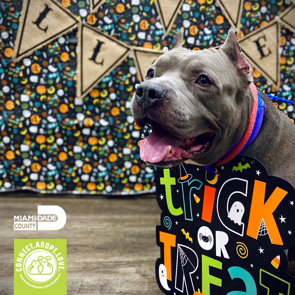 Miami-Dade County Animal Services tweet media