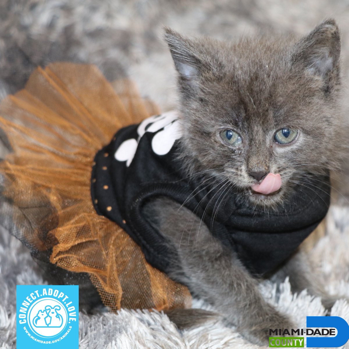 Miami-Dade County Animal Services tweet media