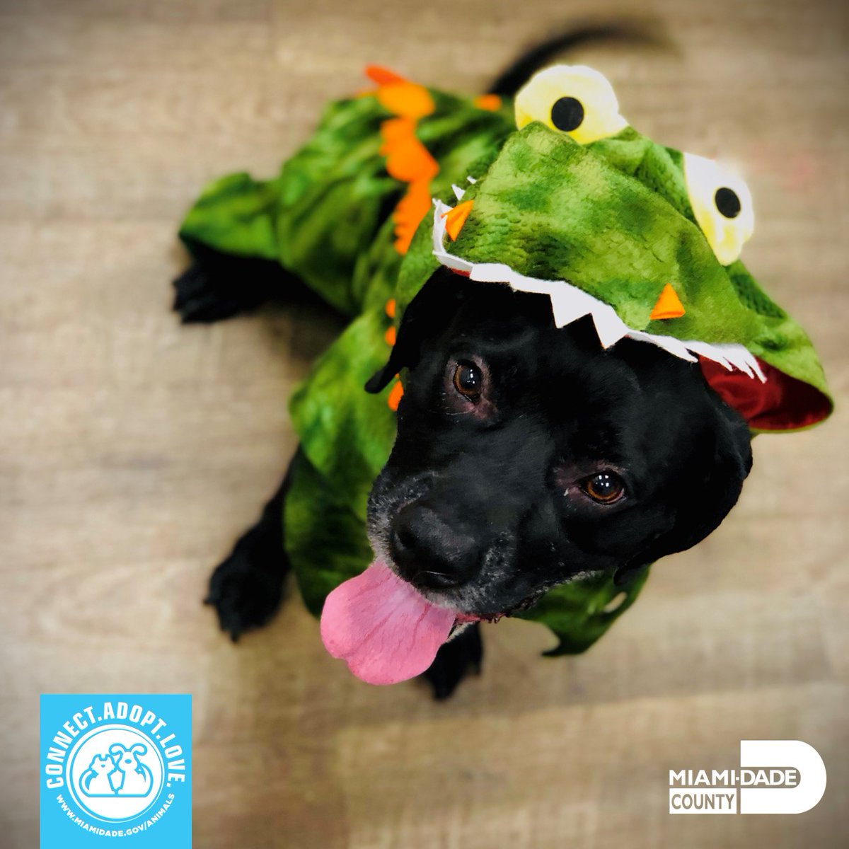 Our pets are all dressed up and waiting for you! Even the pets at our Petco Satellite Adoption Center got in the spirit.  They will win your hearts with all their cuteness. 

Adopters will take home their new best fur-ever friend with their costume.