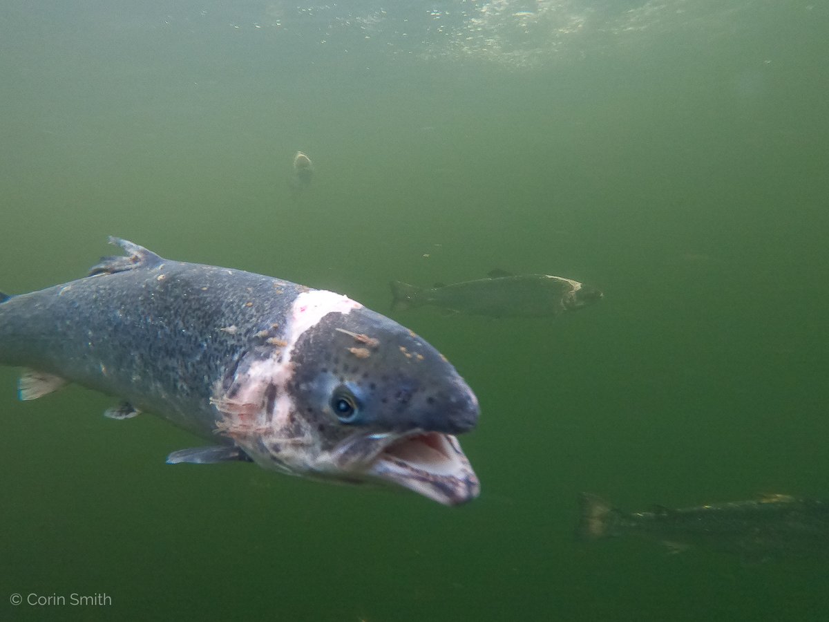 Film footage shows sea lice currently out of control on many west coast salmon farms: flyfishing-and-flytying.co.uk/news/view/sea_…

#salmon #salmonfarming #scotland #sealice