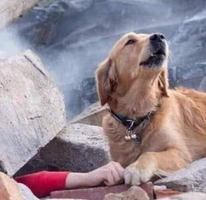 Bir avuç mama esirgenen hayvanlar gün geliyor hayat kurtarıyor...
#buse #yanındayızizmir #deprem