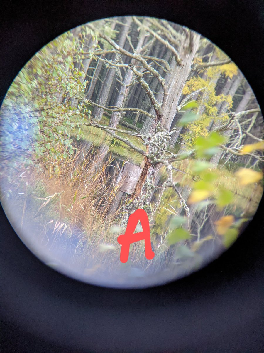 CMurr20's tweet photo. @RSPBLochGarten Hello! I was wondering what types of bird boxes these are? I spotted them on the reserve a few weeks ago when I visited but forgot to ask your knowledgeable staff before I left! 🙈 https://t.co/j8zd0DVZN6