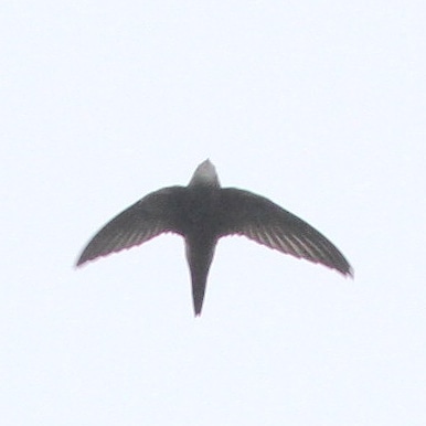 NYNYbirder's tweet image. An incredible week off from work (Fall break) continued today. After a morning of local patch birding I successfully twitched a Pallid swift an 1,5 hour away. Third new bird for my Sweden list in four days. 🌋🔥🤘
#pallidswift