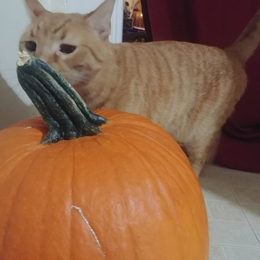 AjaxCheetto's tweet image. These orange things are in our house &amp;amp; the humans are gutting them! We are enjoying getting into everything #catshelp #CatsOfTwitter #pumpkins