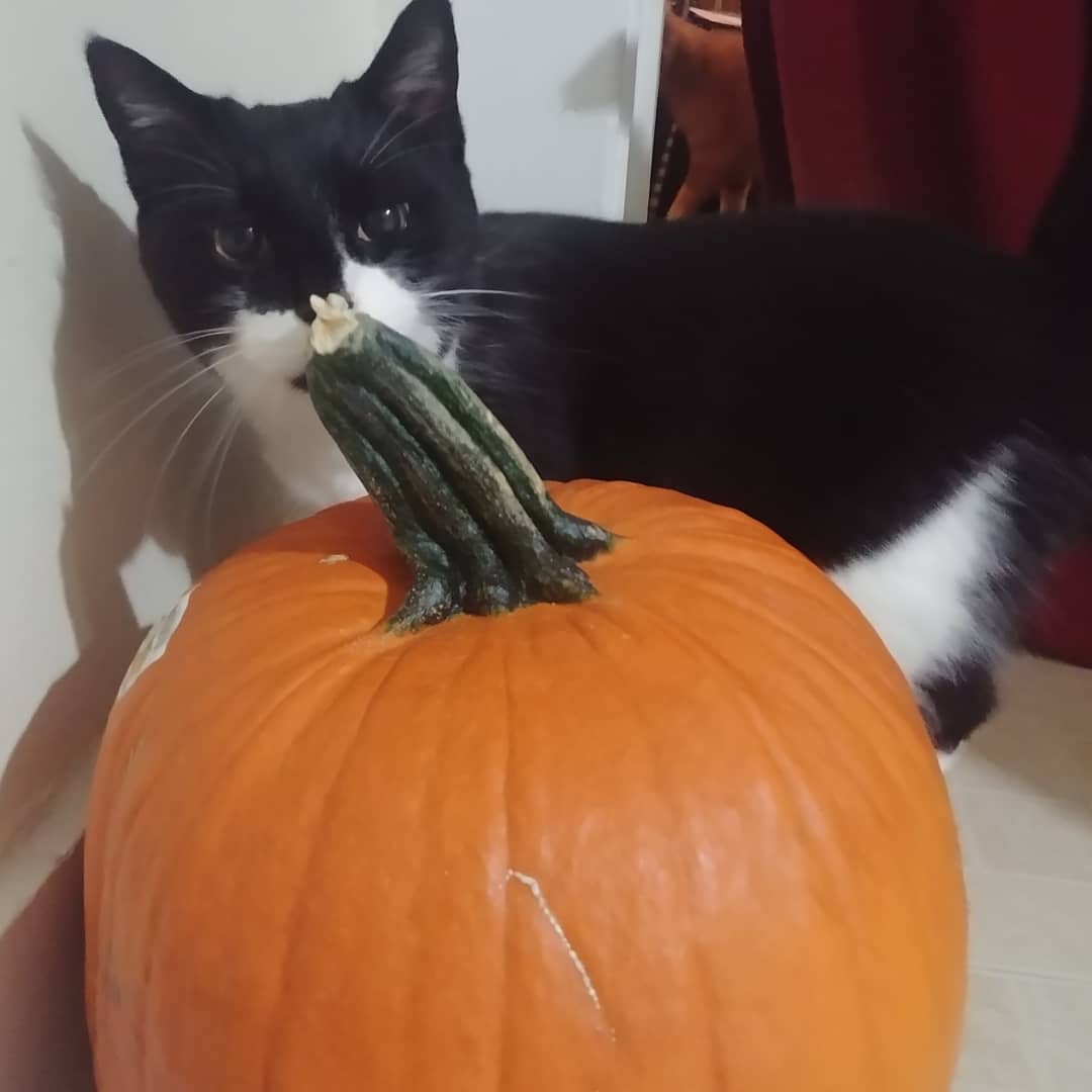 AjaxCheetto's tweet image. These orange things are in our house &amp;amp; the humans are gutting them! We are enjoying getting into everything #catshelp #CatsOfTwitter #pumpkins