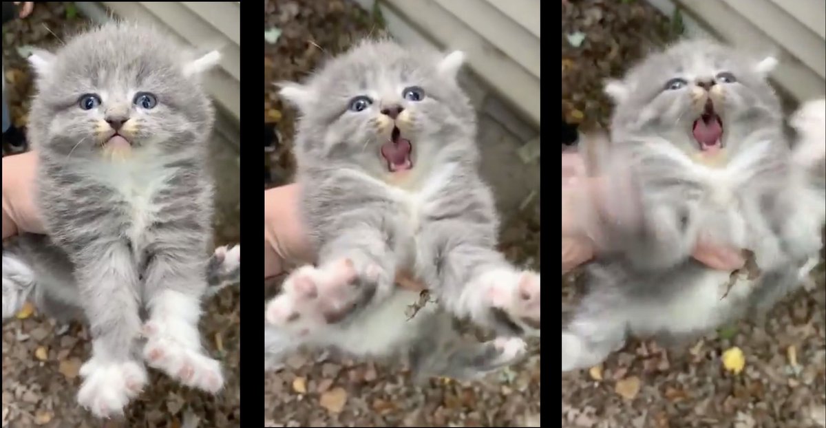 Daily Napkins tweet media