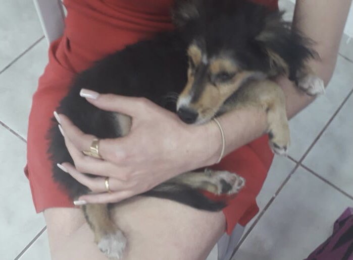 lauraderenji's tweet photo. cá estamos novamente

SUSHI PRA ADOÇÃO RESPONSÁVEL

🐶 macho
🐶 porte p-m (vai ter em torno de 10kg)
🐶 tem cerca de 4 meses
🐶 castração obrigatória por conta do adotante

PORTO ALEGRE - RS

ME AJUDA RETUITANDO! https://t.co/16j5ohv0AR