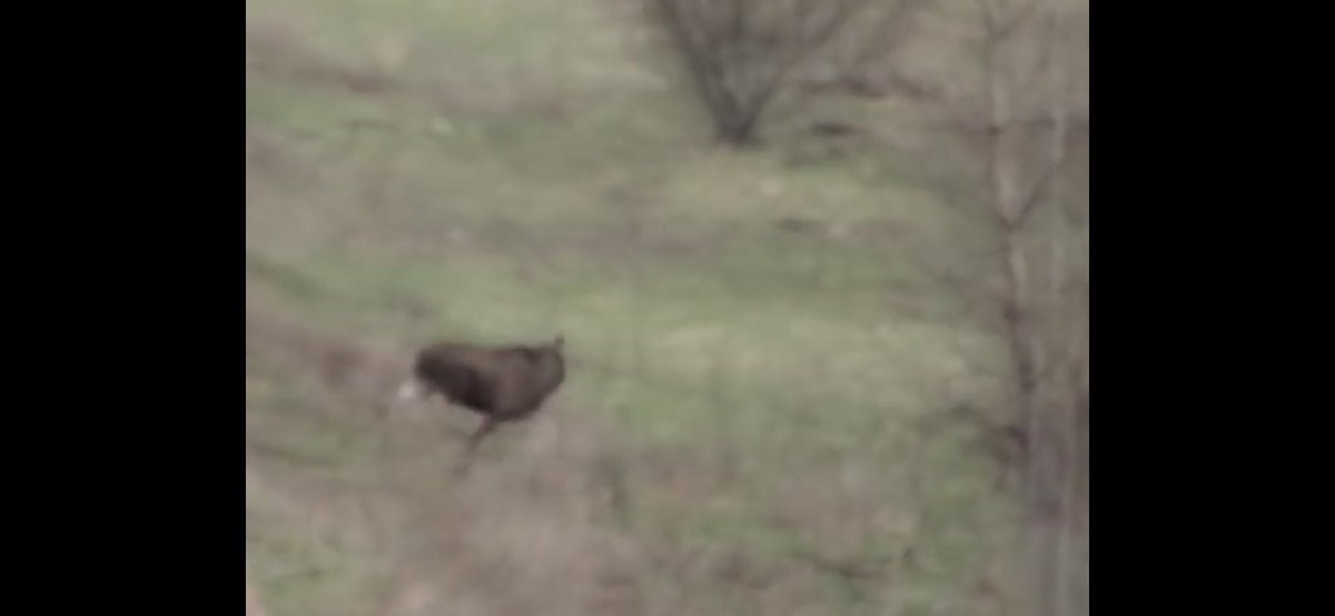 DatGreenMonstah's tweet photo. Every so often that headless moose in Chernobyl runs through my head. https://t.co/Sb4JgyUVPh