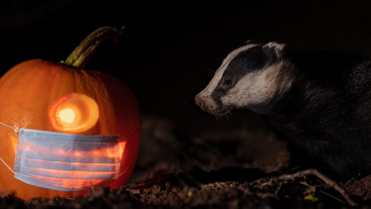 Happy Covid-19'o'ween 🎃🦡
  #natgeowild #exclusive_wildlife #britishwildlife #britishwildlifephotography #ukwildlifeimages #ukwildlife #wildbritain #wildlifeig #igscwildlife @BBCSpringwatch #melesmeles #mustelid #wildlifeencounters #lovebadgers @badgertrust @wwf_uk