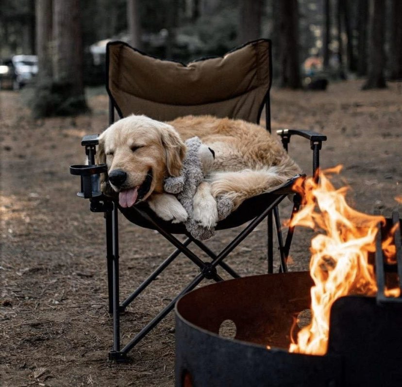 MexPetFriendly's tweet photo. Un fin de semana así, en el bosque, platicando, encontrándonos nuevamente ❤️ obvio con mi #perro!
#hikingadventures #mexicopetfriendly #petfriendly #dogs @dog_rates #dogs #bosque #FelizViernesATodos https://t.co/kNUIm0uVyP