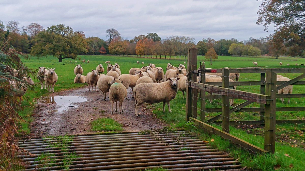 Ross Spencer tweet media