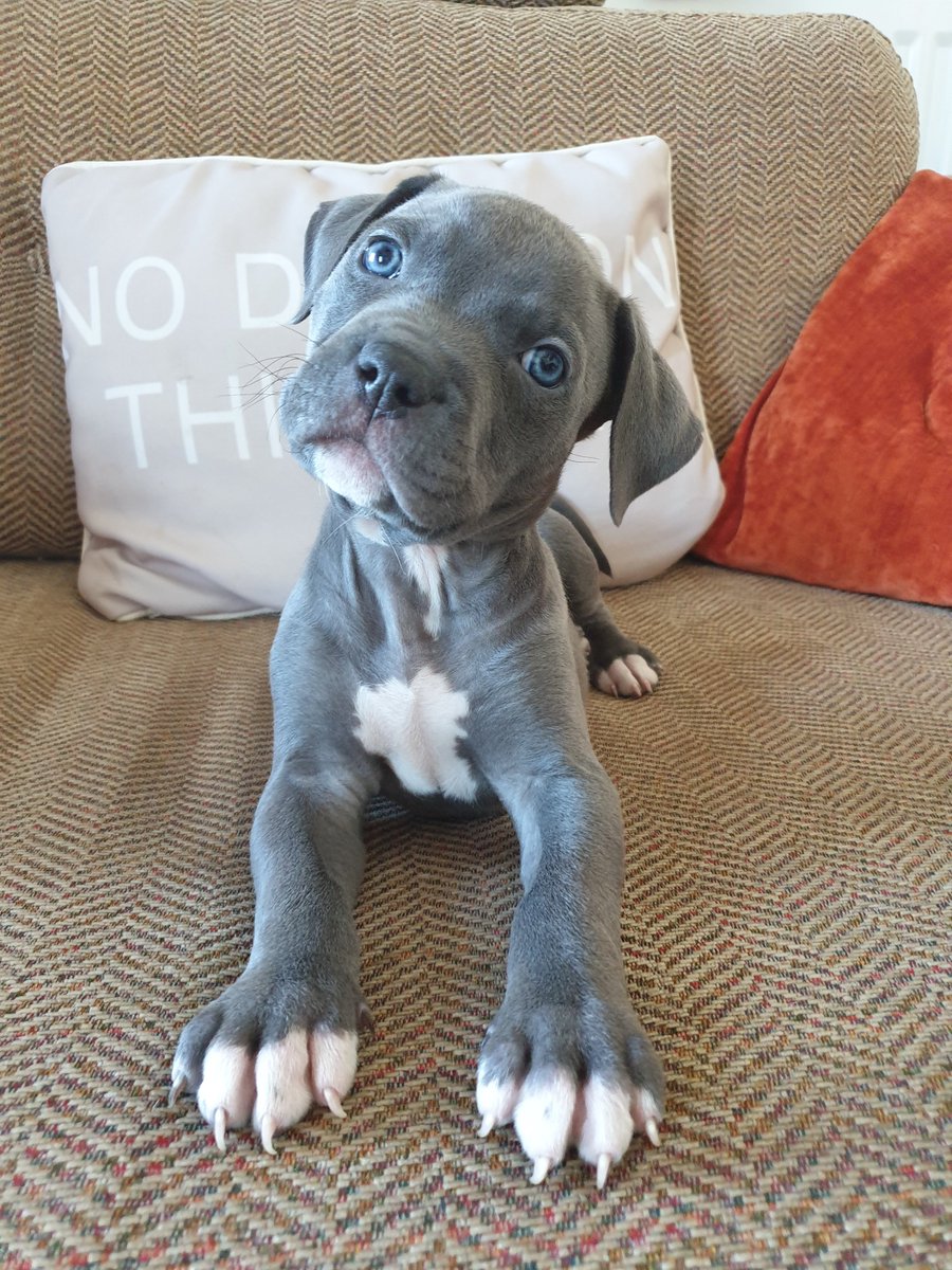 pjblacky's tweet photo. New addition to our household #americanbulldog #puppylife #eatsleeppooprepeat https://t.co/wSCdt4X362