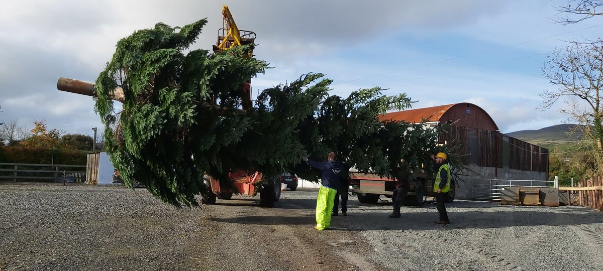 Caplice Xmas Trees tweet media