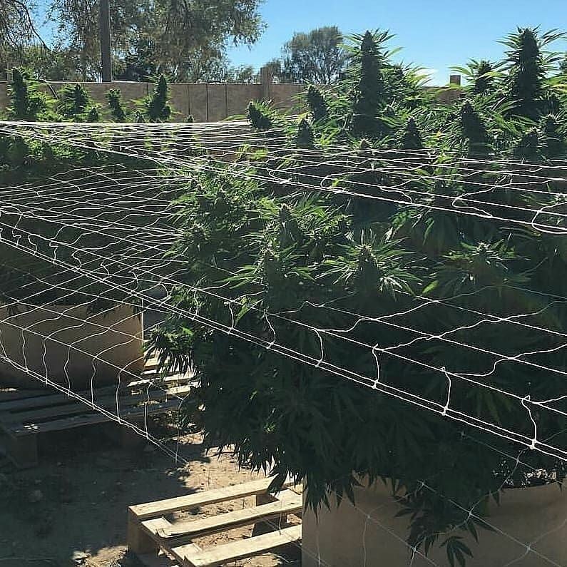 continentalweed's tweet photo. Another day fresh bud available dm for more details https://t.co/cj2pTcjhmO