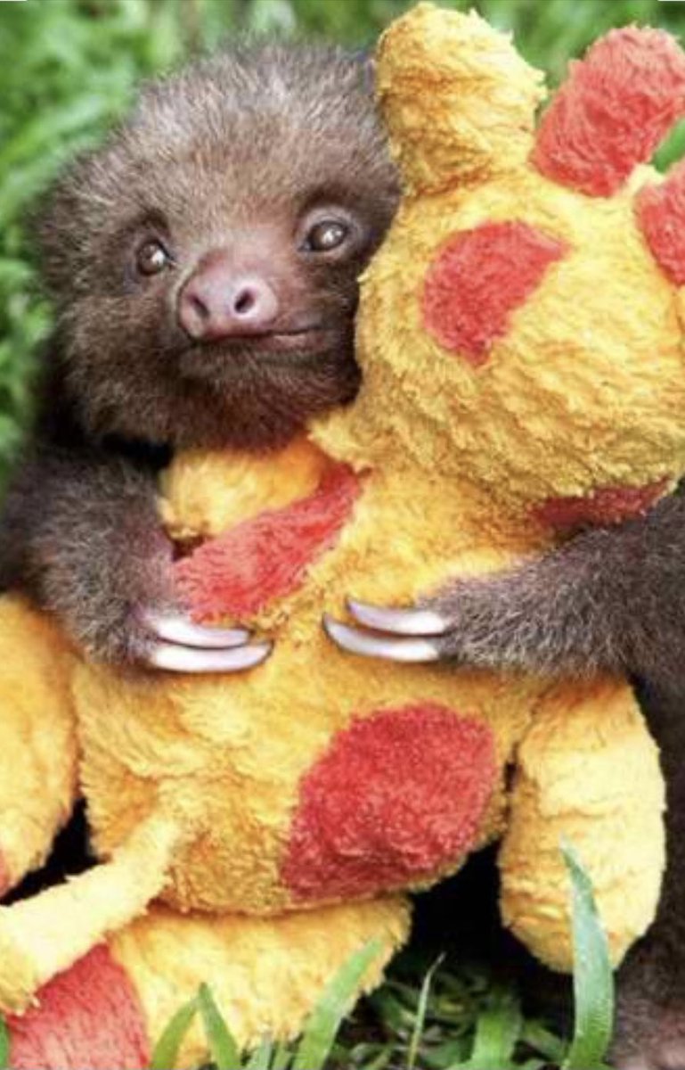 SamCarterLoL's tweet image. Feel shit, just want a sloth with a teddy bear