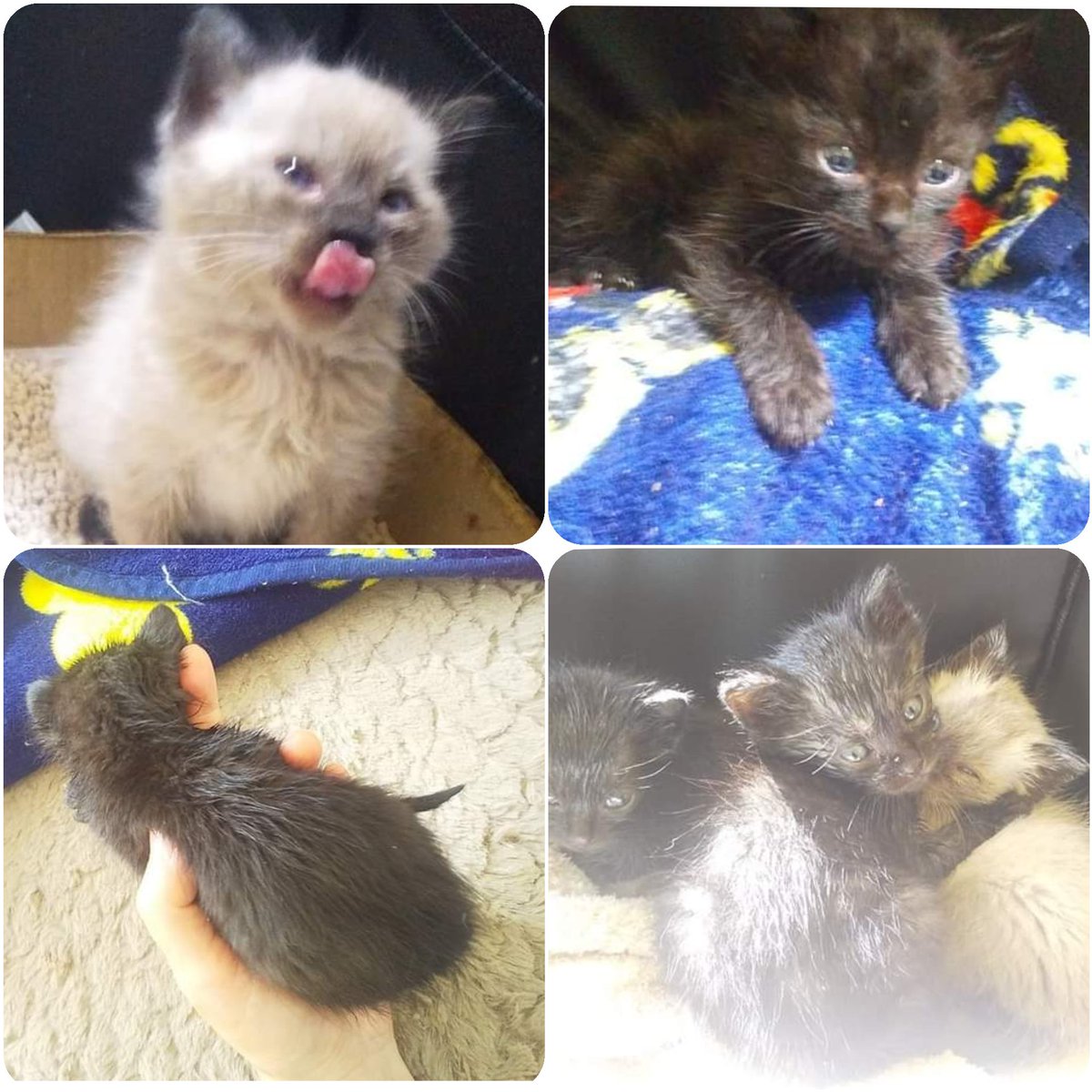 CatcafeWish's tweet photo. 離乳したばかりの子猫3兄弟
◎シャム系(420g男の子)
◎濃グレー(400g女の子)
◎黒(270g男の子※未熟児)
現在、代表が自宅で預かっています。
▼詳細
①
https://t.co/vAb8VYWVSX
②
https://t.co/ySpgYQbO1W
◎10/31(土)
◎11/1(日)
◎11/3(火)祝日営業
は同伴出勤しますので会うことができますよ😊 https://t.co/HlkcQN7d1n