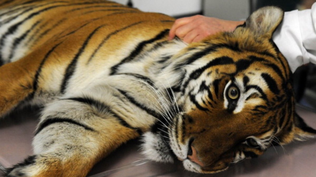 Coronavirus: 11-year-old tiger at Zoo Knoxville tests positive https://t.co/jSmzjKnEs2 https://t.co/No54q6ksoB